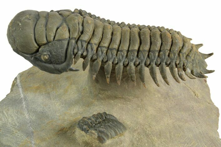 Flying Crotalocephalina Trilobite - Exposed Hypostome #359234